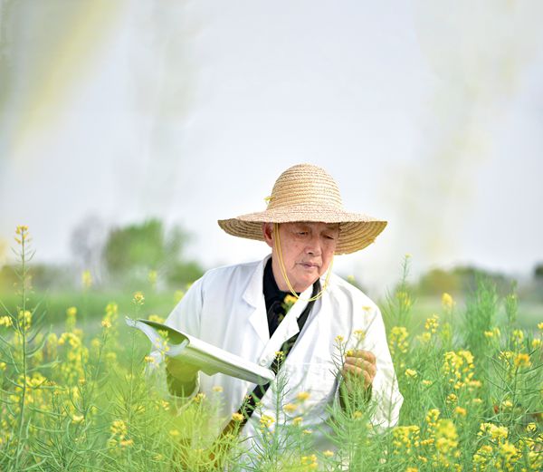 油菜院士，“花開”60年