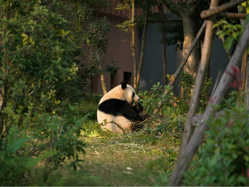 “絲路獎(jiǎng)”獲獎(jiǎng)嘉賓邂逅大熊貓