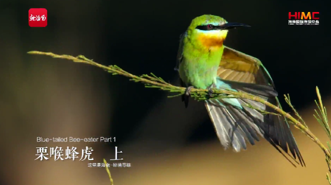 Discovering Myesteries Season 3 E14 A Blue-tailed Bee-eater Romance