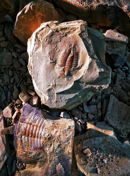 Chengjiang Fossil Site