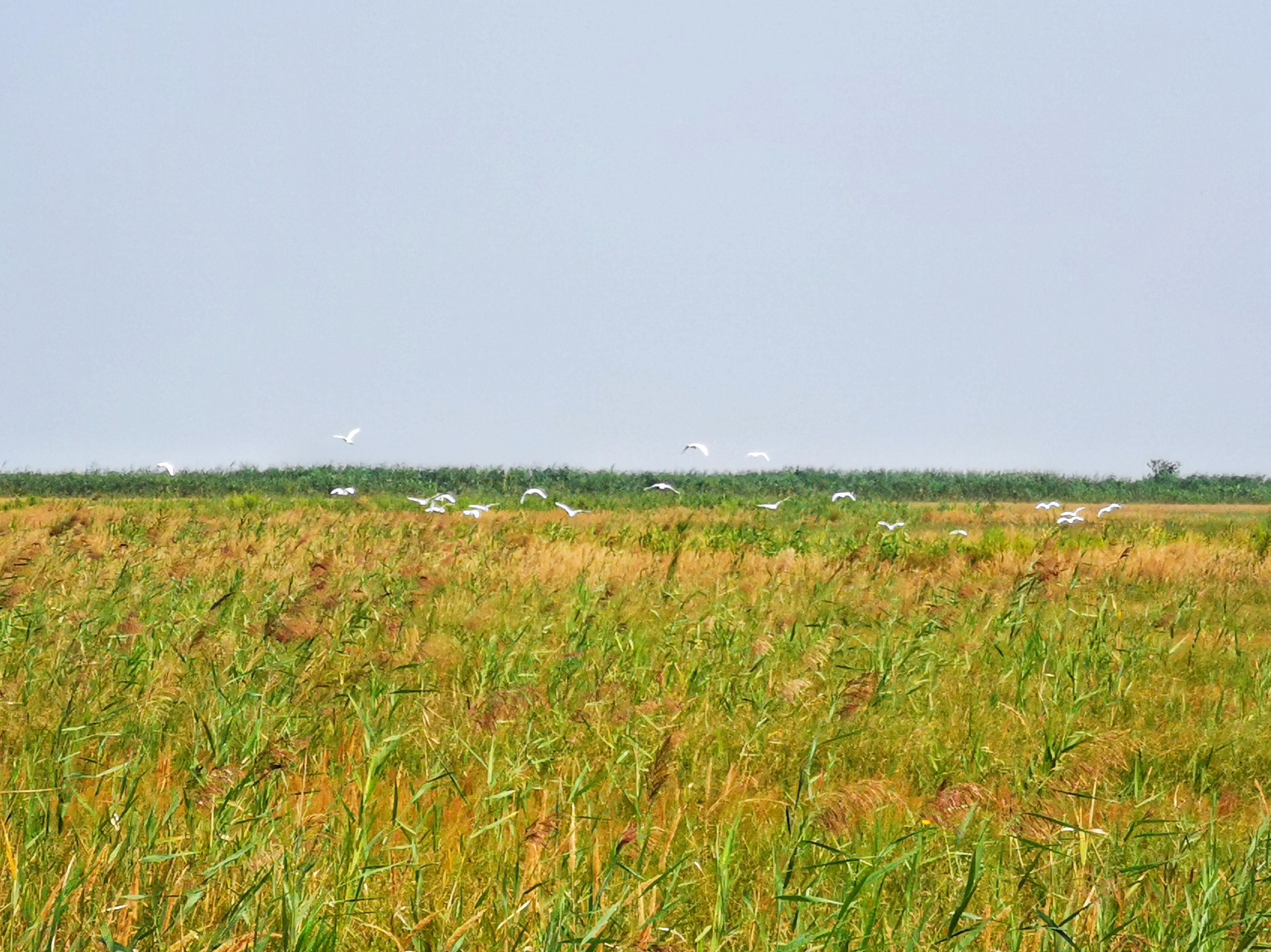 Migratory Bird Sanctuaries along the Coast of Yellow Sea-Bohai Gulf of China (Phase I)