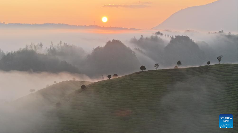 Scenery of tea garden in Mu