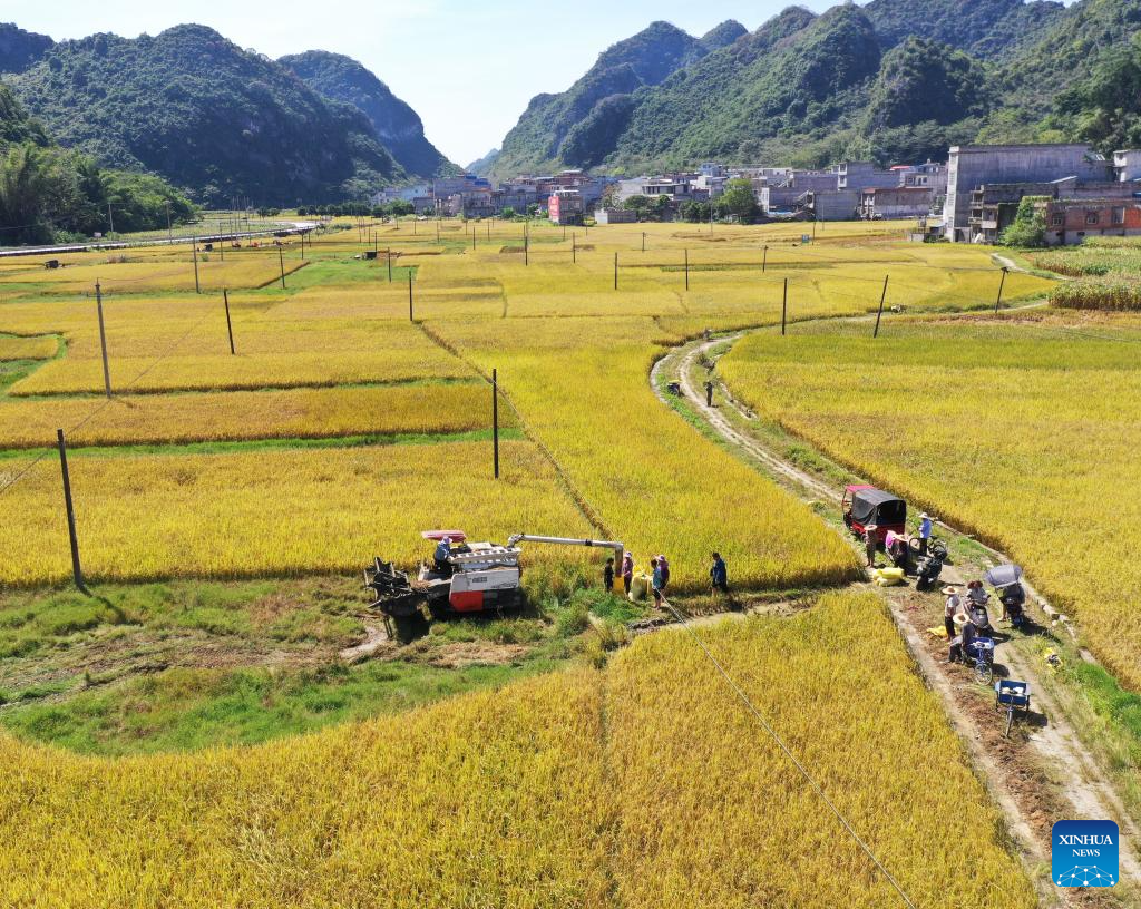 Harvest season of late rice begins in south China