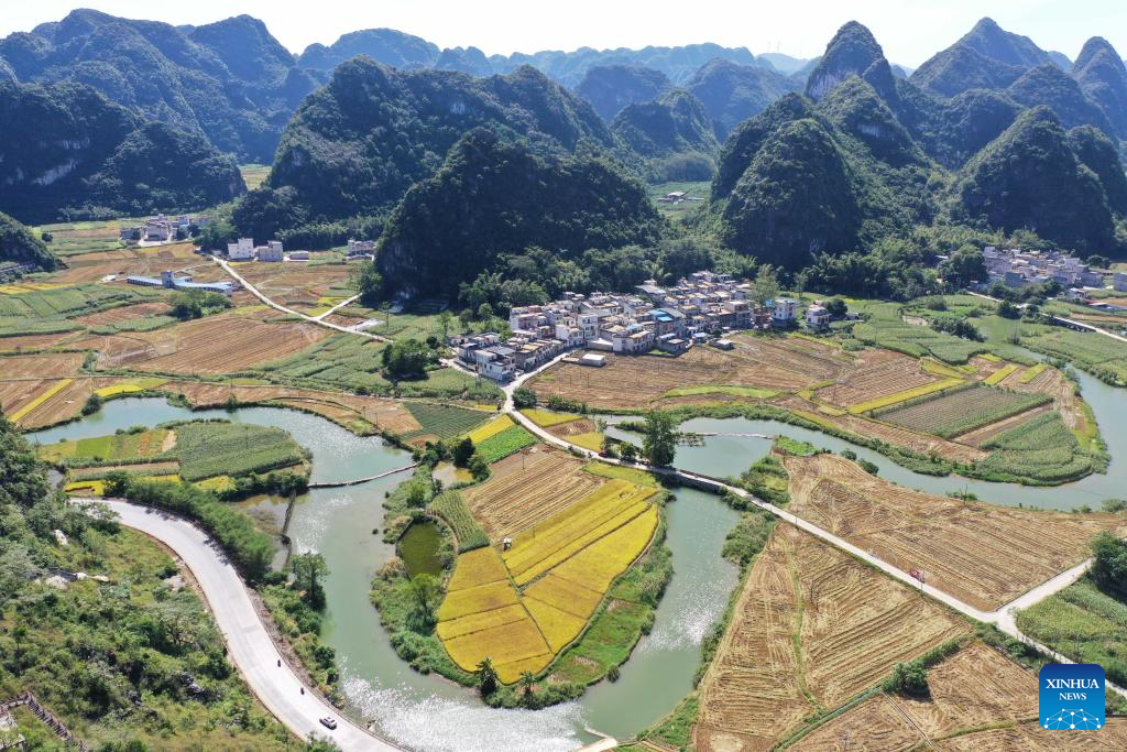 Harvest season of late rice begins in south China