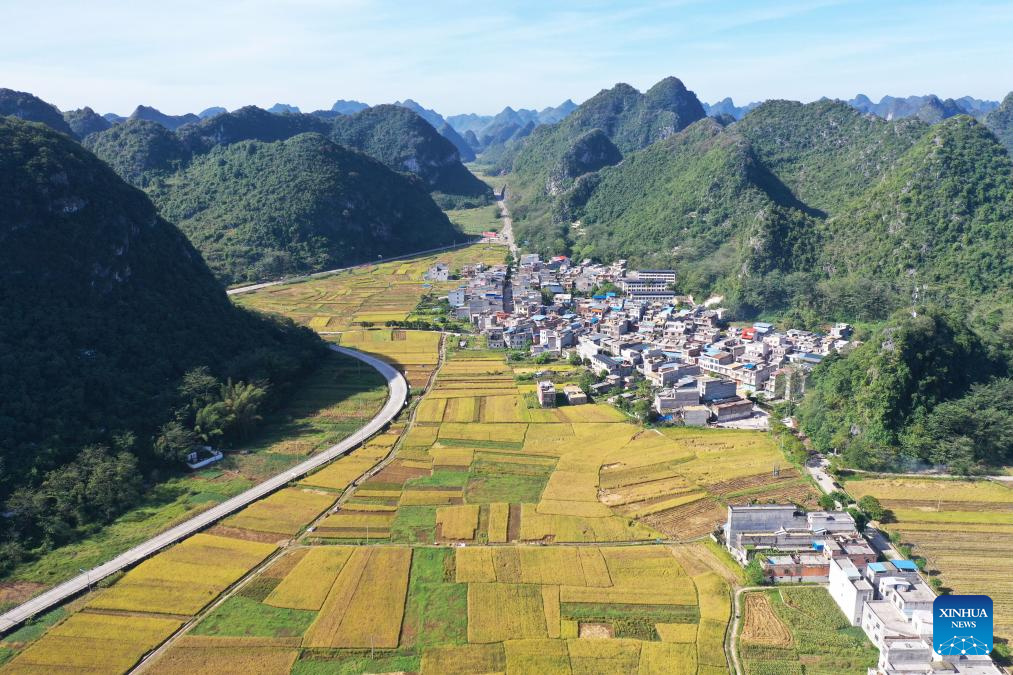 Harvest season of late rice begins in south China