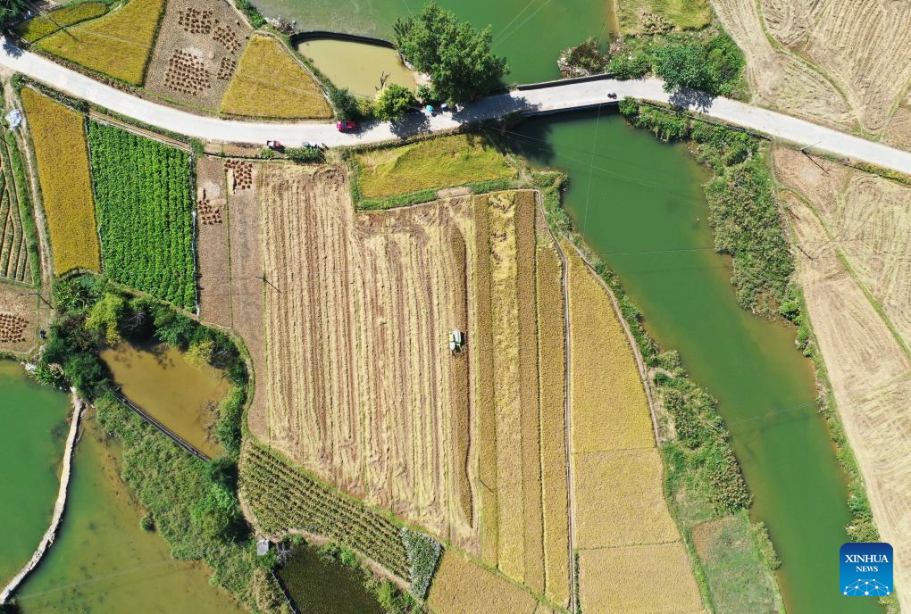 Harvest season of late rice begins in south China