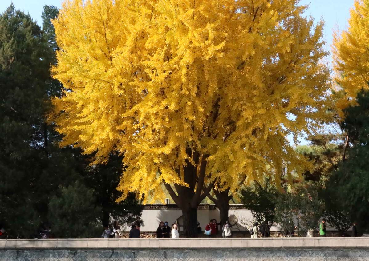 Beijing: Vibrant autumn sceneries enrich the city