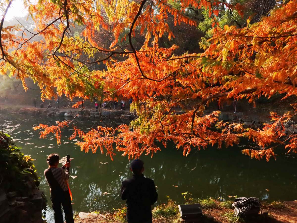 Beijing: Vibrant autumn sceneries enrich the city