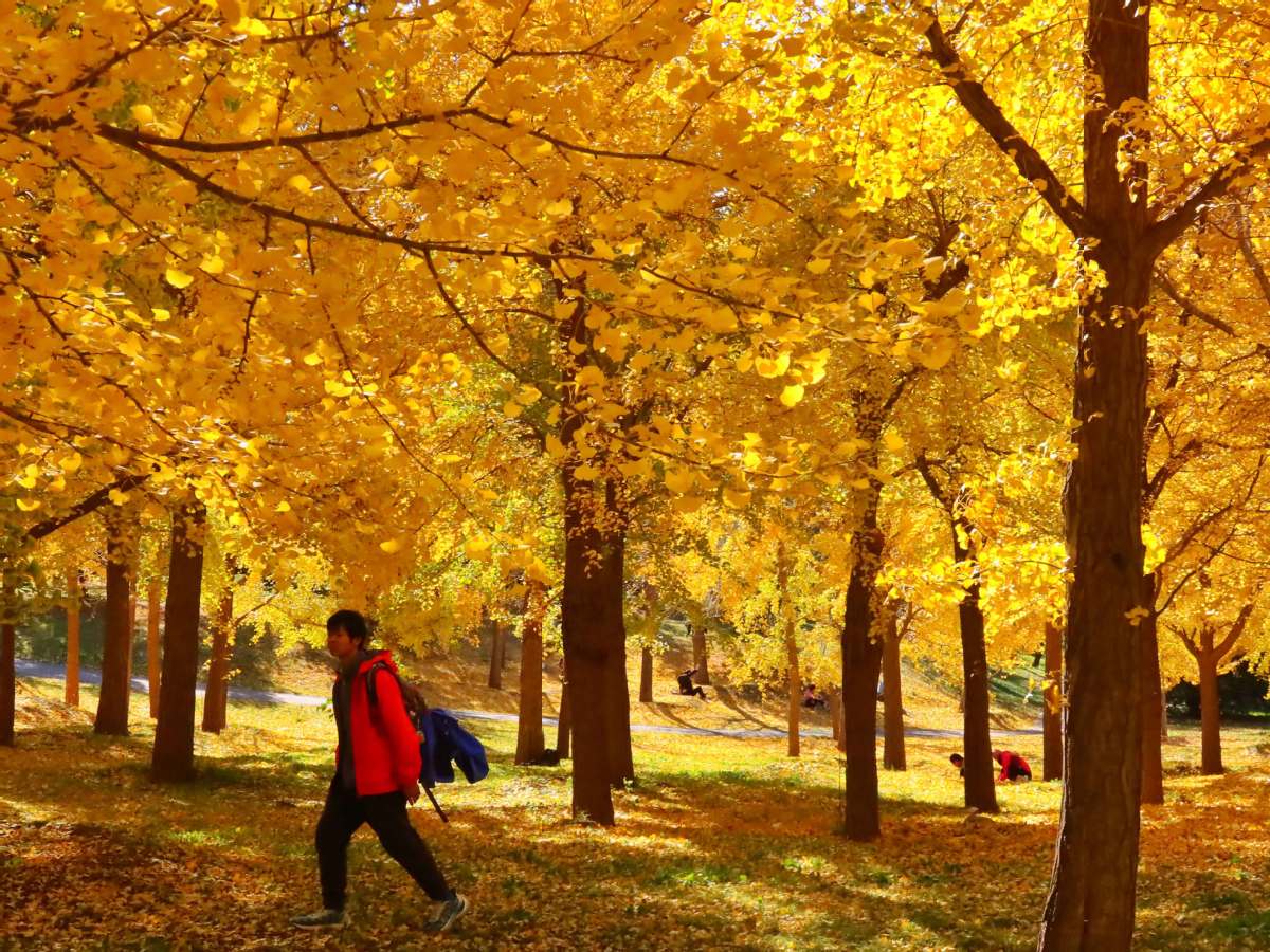 Beijing: Vibrant autumn sceneries enrich the city