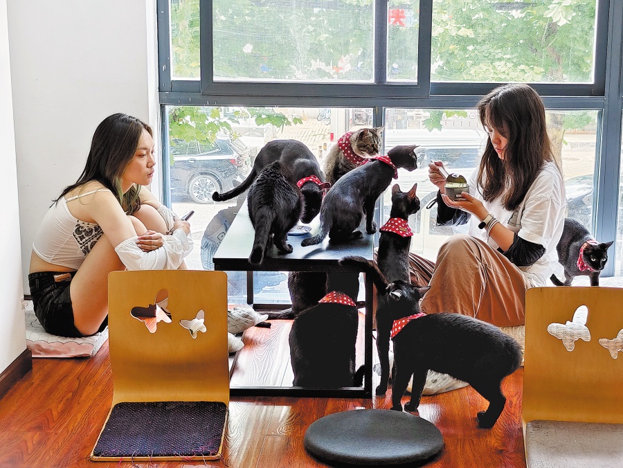 Pet economy purrs ahead as cat, pooch cafes spread